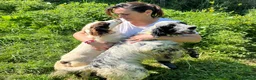 English Springer Spaniel dogs for adoption: Springer Spaniel nine months old, Tino in Matlock - Advert 4