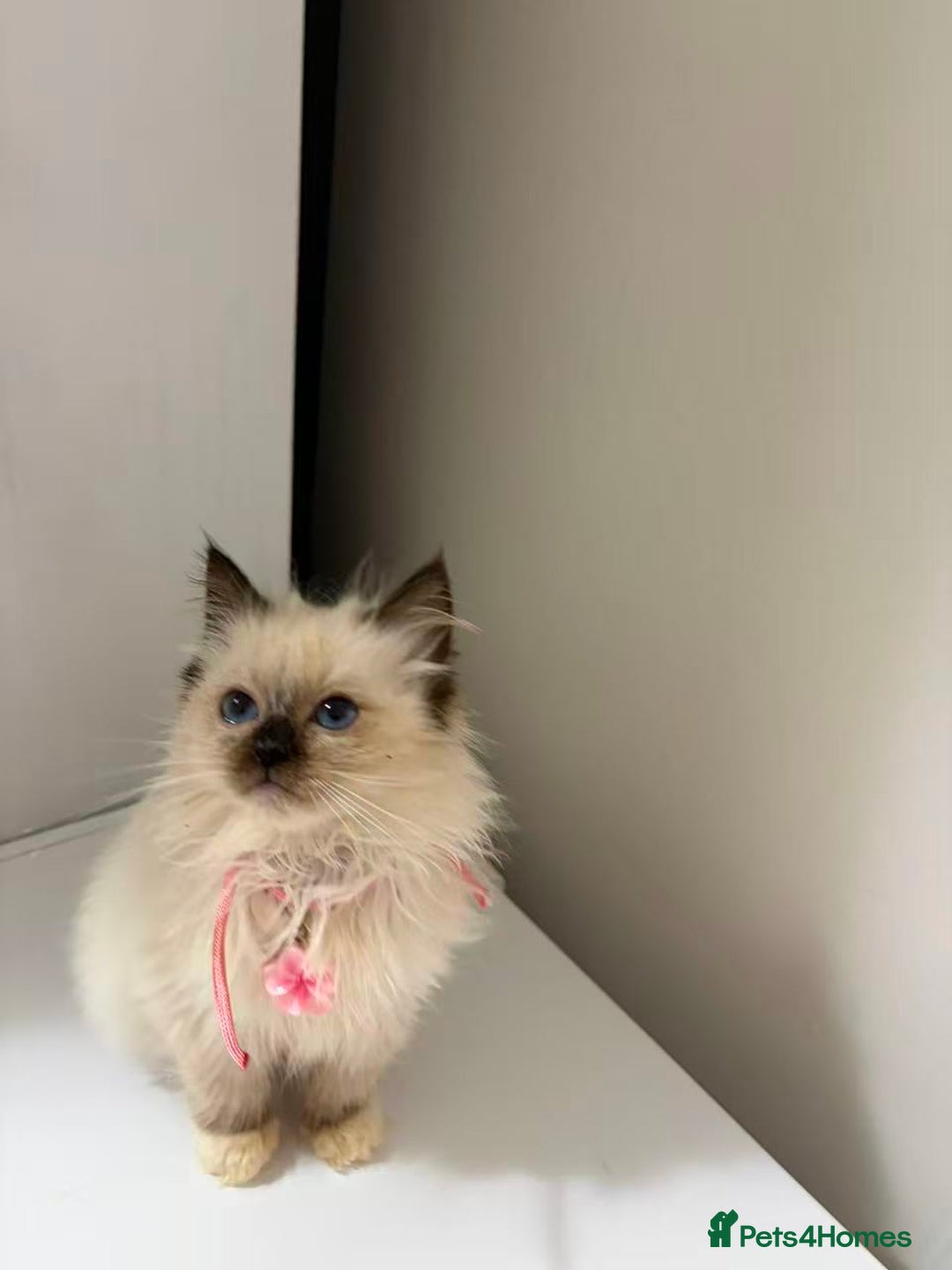 Ragdoll cats for sale: 8 Ragdoll cats for sale - Advert 8