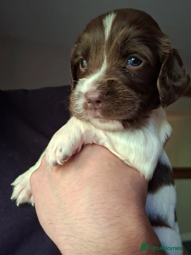 Springy Spaniel 9 Beautiful English Springer Spaniels for sale for sale in Preston ...