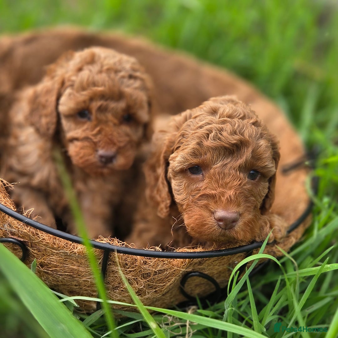 Miniature Poodle dogs for sale: Minature Poodles  - Image 10