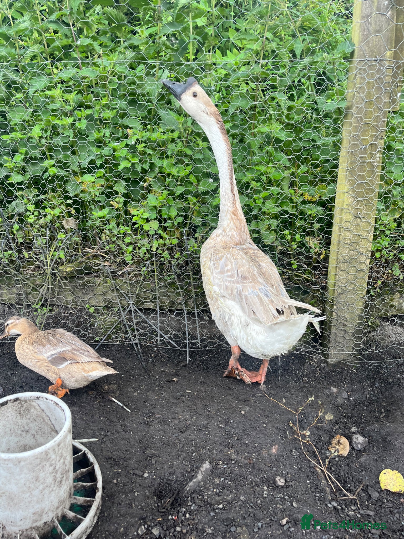 Geese poultry for sale: Year old geese for sale  - Advert 1