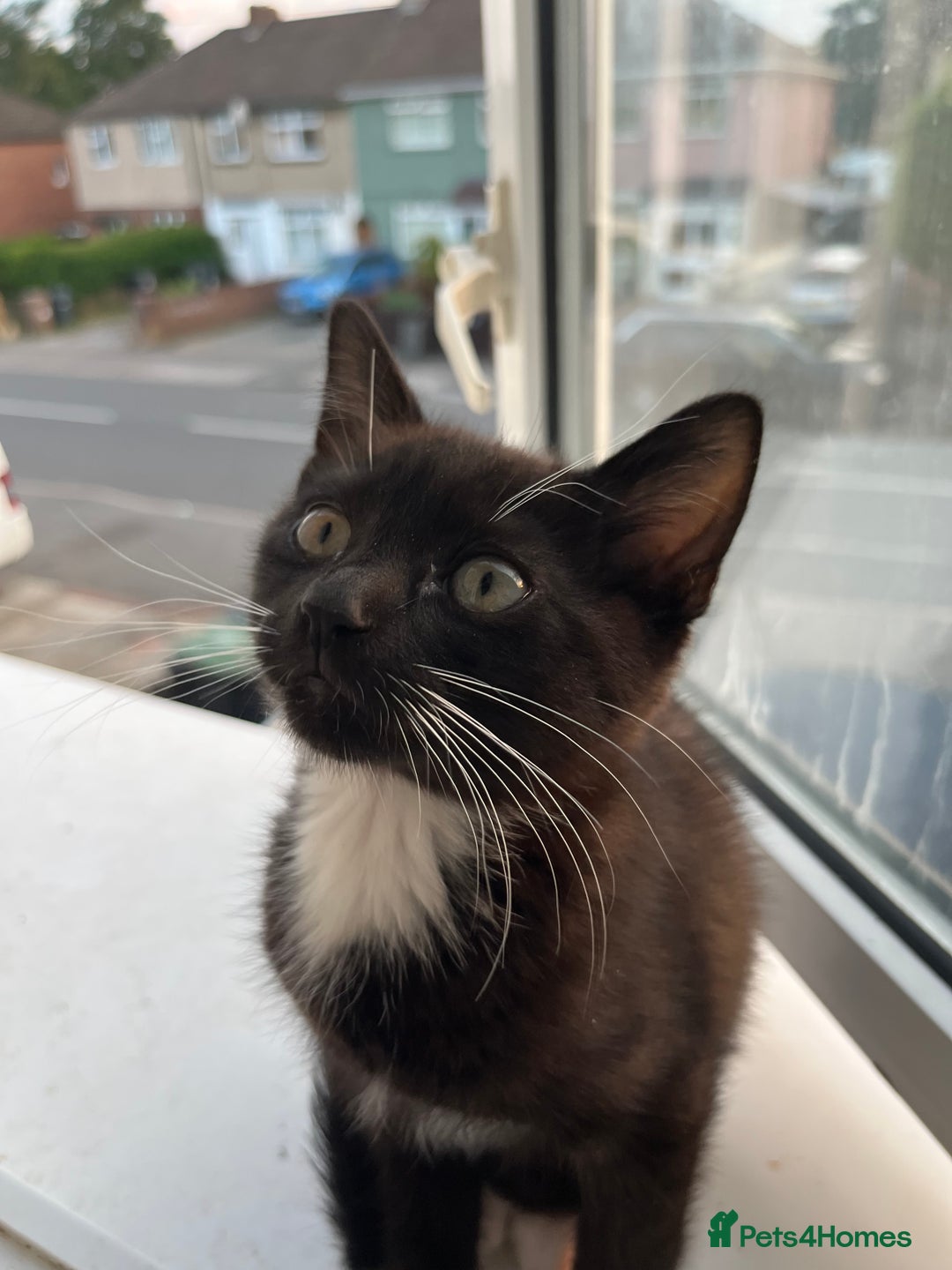 Domestic Shorthair cats for sale: Kittens - Image 1