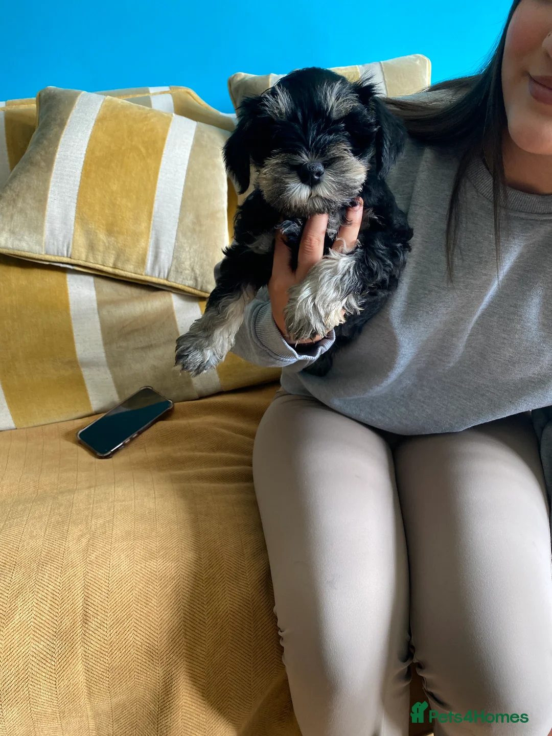 Miniature Schnauzer dogs for sale: Miniature schnauzers  - Advert 2