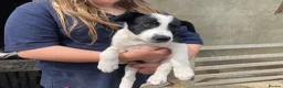 Smooth Collie dogs for sale: Collie Puppies - Advert 8