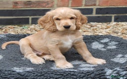 Cocker Spaniel dogs for sale: KC registered Cocker Spaniel puppies - Image 14