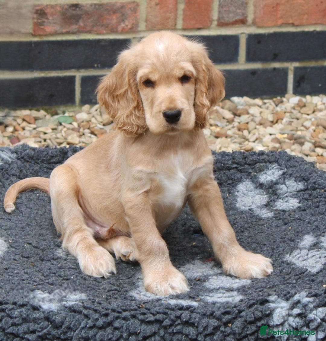 Cocker Spaniel dogs for sale: KC registered Cocker Spaniel puppies - Image 14