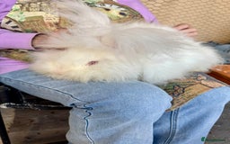 Angora rabbits for sale: 2 angora does for sale to loving home  - Image 7