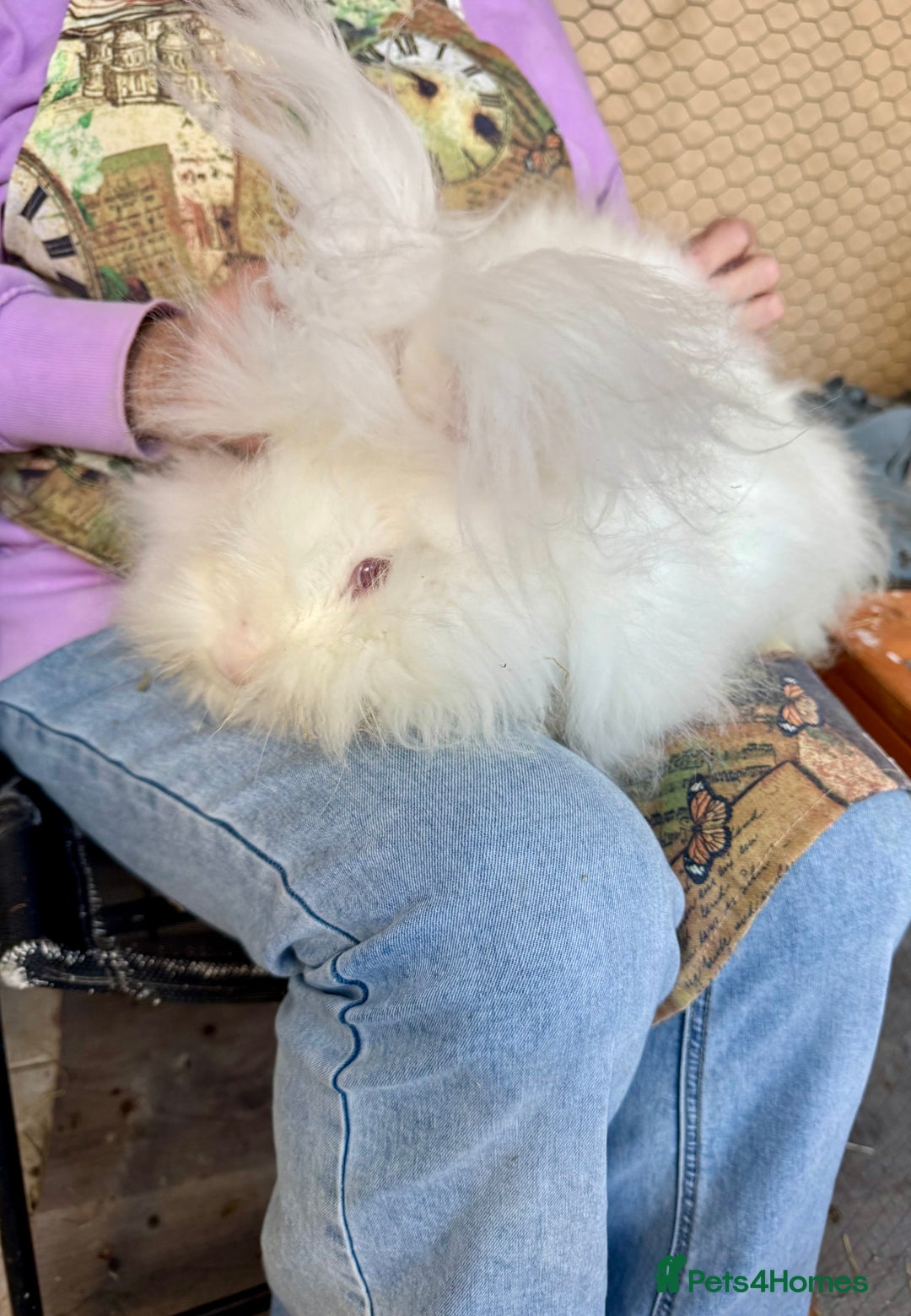 Angora rabbits for sale: 2 angora does for sale to loving home  - Image 7