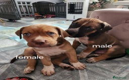 Mixed Breed dogs for sale: Cane Corso mix Puppies  - Image 2