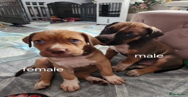 Mixed Breed dogs - Advert 7