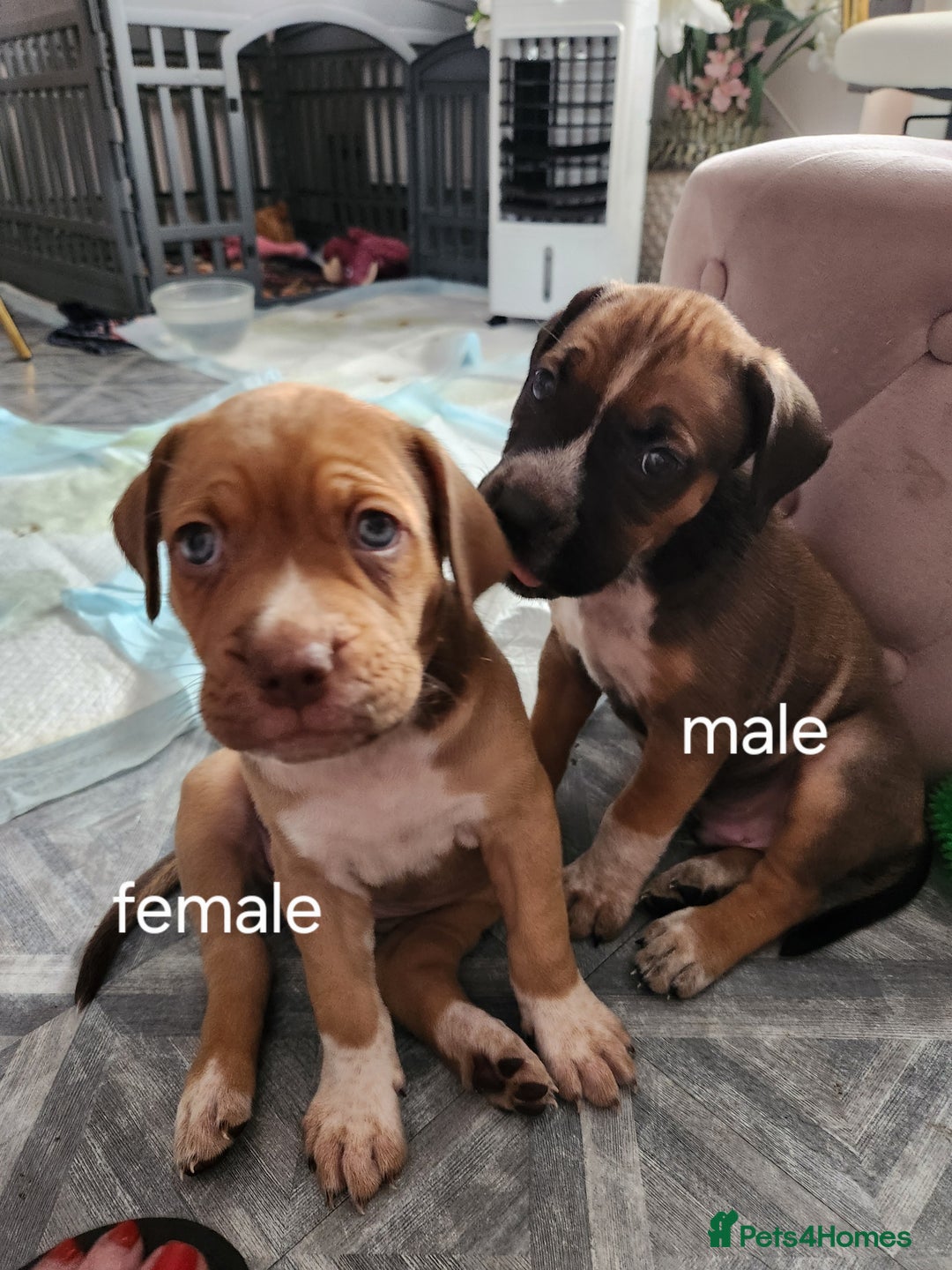 Mixed Breed dogs for sale: Cane Corso mix Puppies  - Image 2