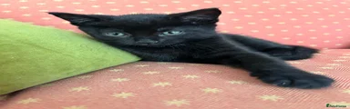 Mixed Breed Kitten 2