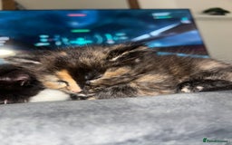 Domestic Shorthair cats for sale: 5 fluffy kittens  - Image 3
