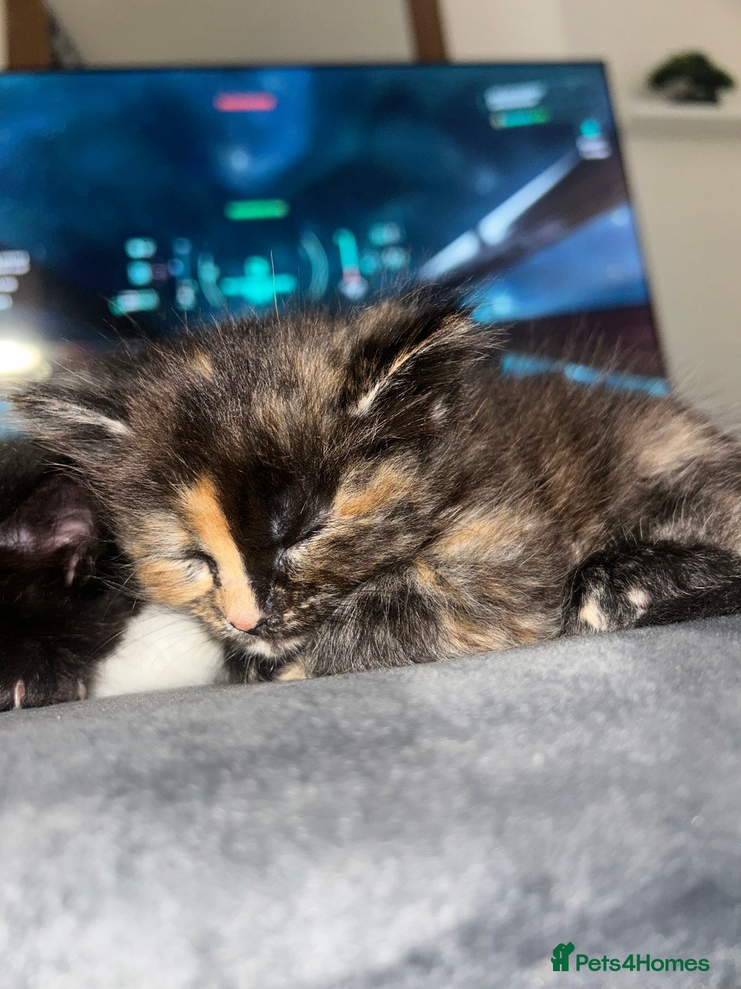 Domestic Shorthair cats for sale: 5 fluffy kittens  - Image 3