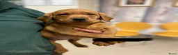 Labrador Retriever dogs for sale: Fully Health Tested, Outstanding Dark Red Puppies - Advert 13