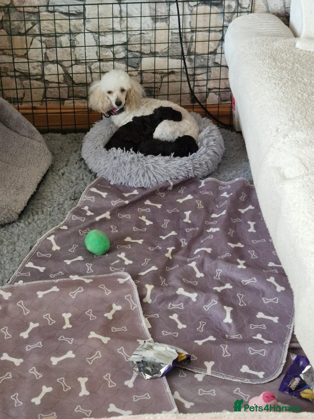 Toy Poodle dogs for sale: Toy Poodle Puppies in Tain - Advert 2