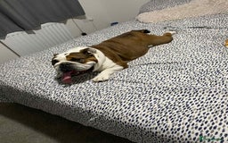 English Bulldog dogs for sale: British bulldog holly  - Image 6
