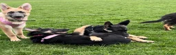 German Shepherd dogs for sale: 1 pure bred German Shepherd puppy - Advert 2