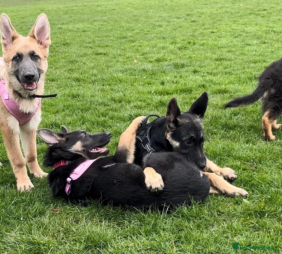 German Shepherd dogs for sale: 1 pure bred German Shepherd puppy - Advert 2