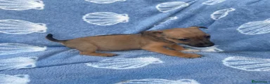 Jack Russell 1