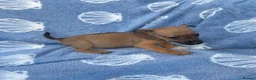 Jack Russell dogs for sale: Miniature Jack Russell‘s - Advert 5