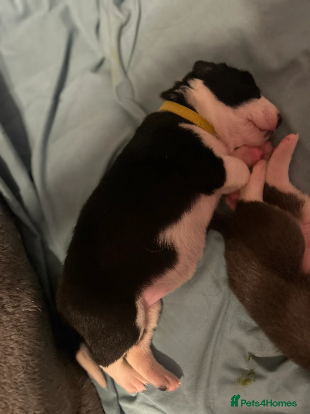 Border Collie dogs for sale: 3 beautiful border collie puppies  in Rochdale - Advert 2