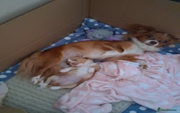 Chihuahua dogs for sale: Fawn/white Parti female longhaired Chihuhua  - Image 1