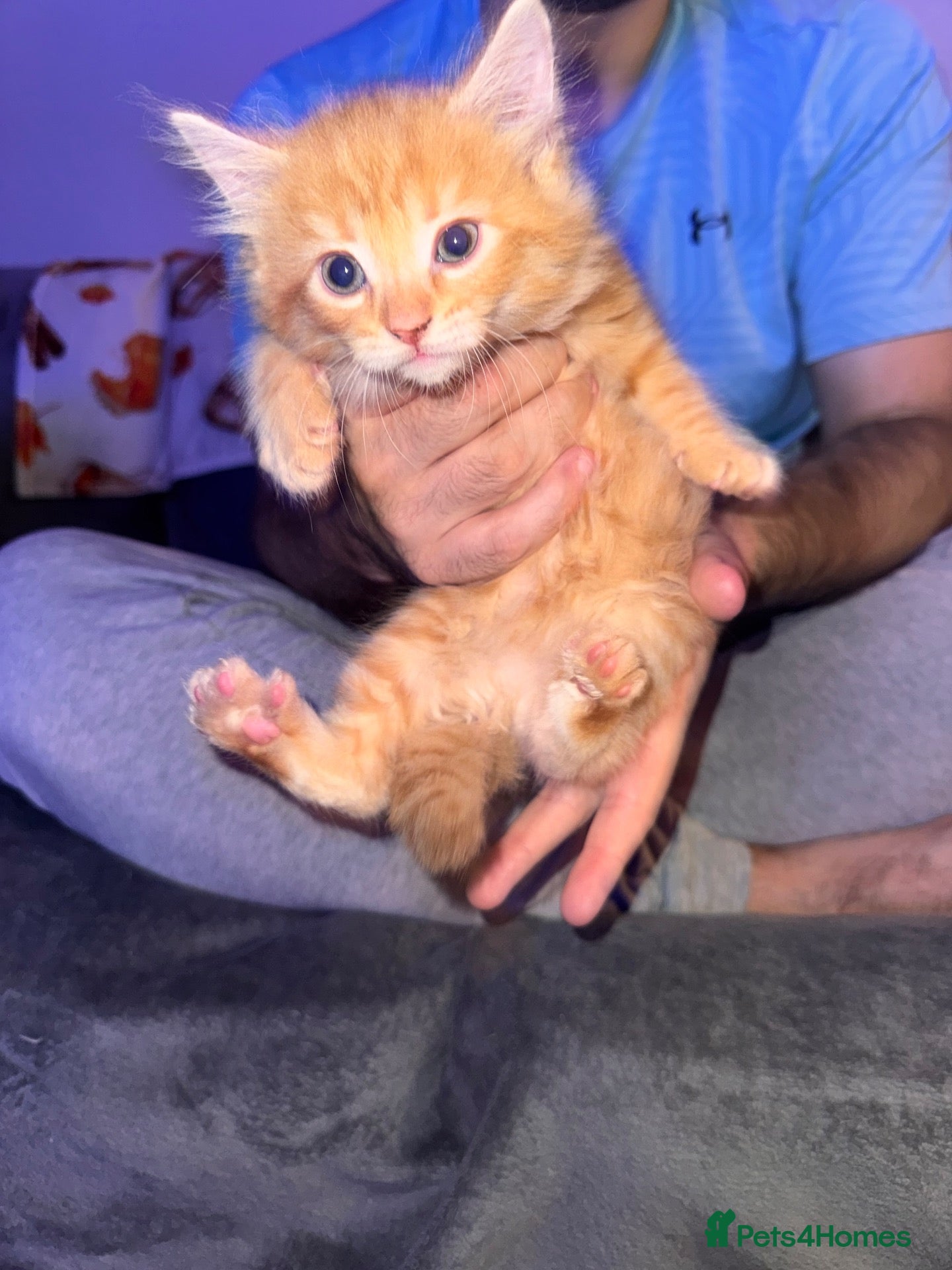 Mixed Breed cats 3 x mixed breed kittens  - Advert 6