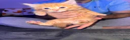 Mixed Breed cats for sale: 3 x mixed breed kittens  - Advert 1