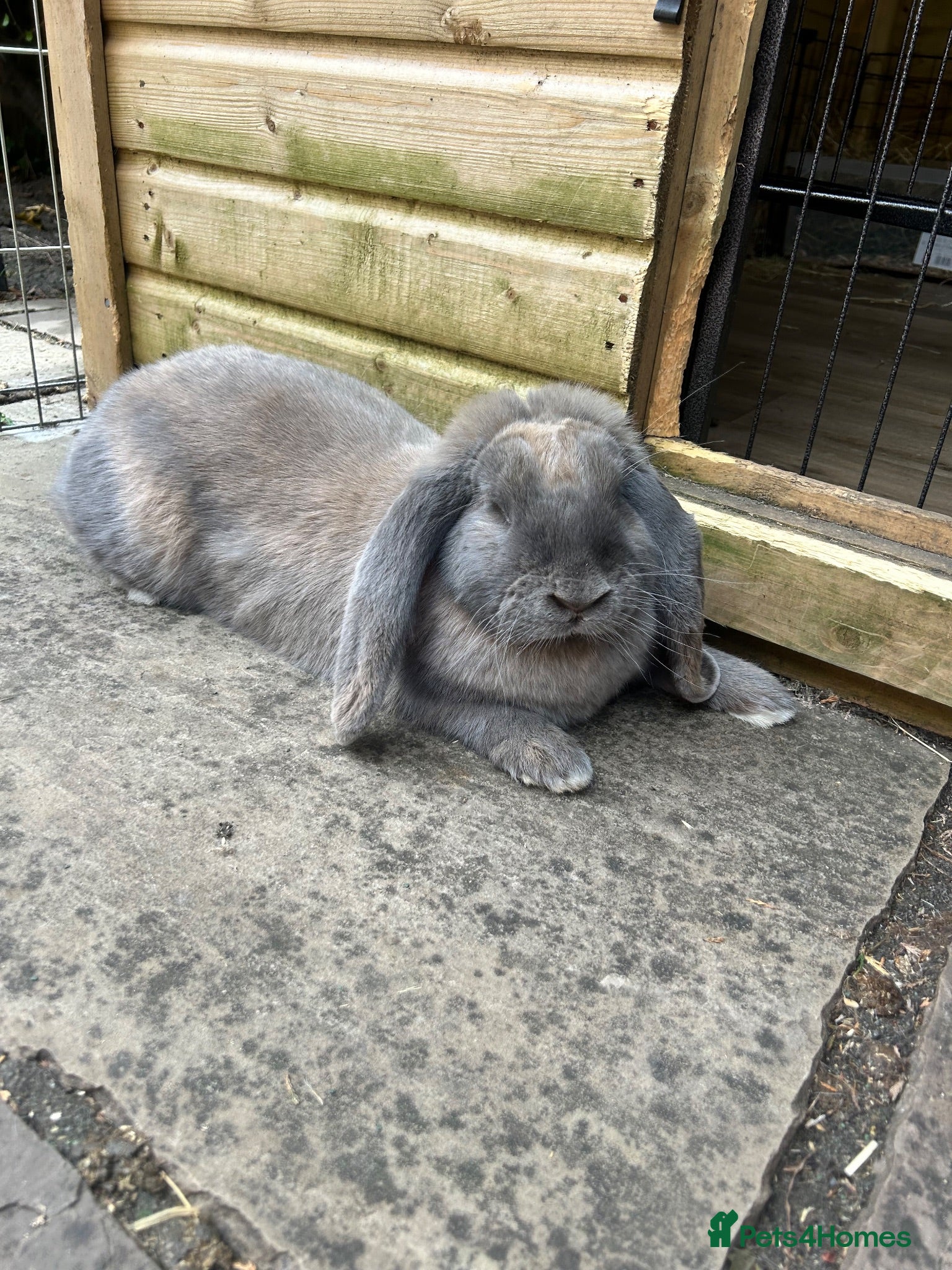 French Lop rabbits Blue Tort French Lop doe  - Advert 4