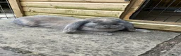 French Lop rabbits for sale: Blue Tort French Lop doe  - Advert 1
