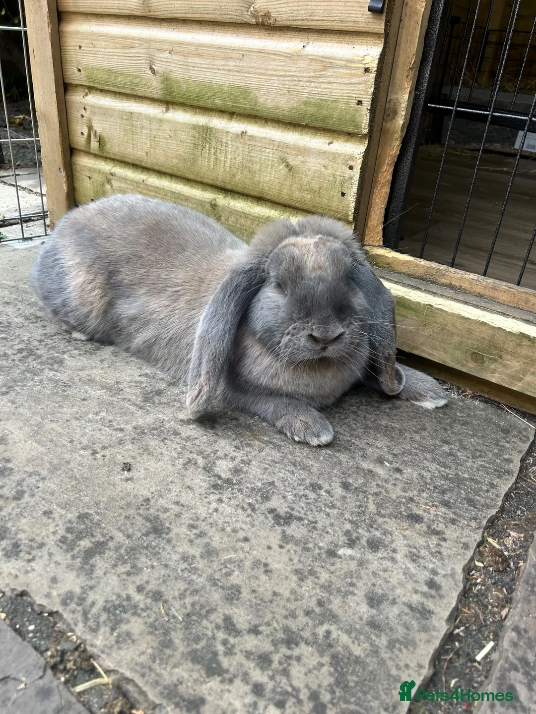 French Lop rabbits for sale: Blue Tort French Lop doe  - Advert 1