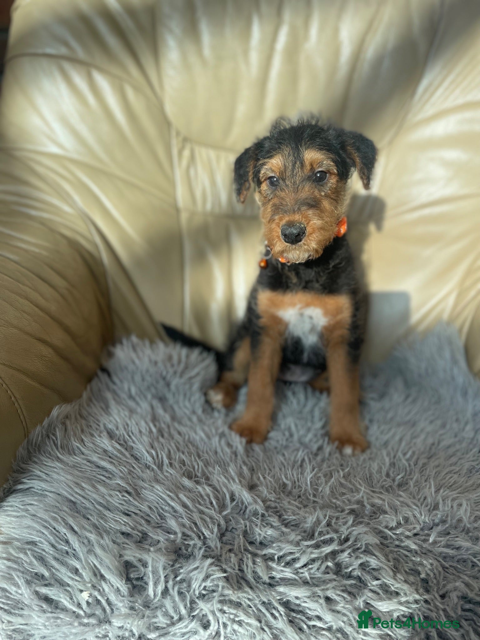 Airedale Terrier dogs Airedale terrier puppies  - Advert 1