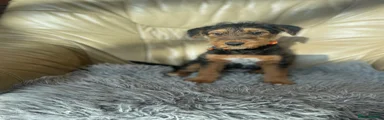 Airedale Terrier 4