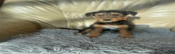 Airedale Terrier dogs for sale: Airedale terrier puppies  - Advert 1