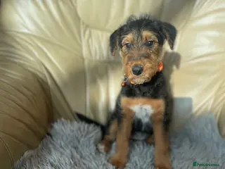 Airedale Terrier dogs for sale: Airedale terrier puppies - Advert 1