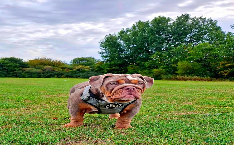 English Bulldog dogs - Advert 9