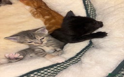 Scottish Fold cats for sale: Scottish Straight Kitten  - Image 6