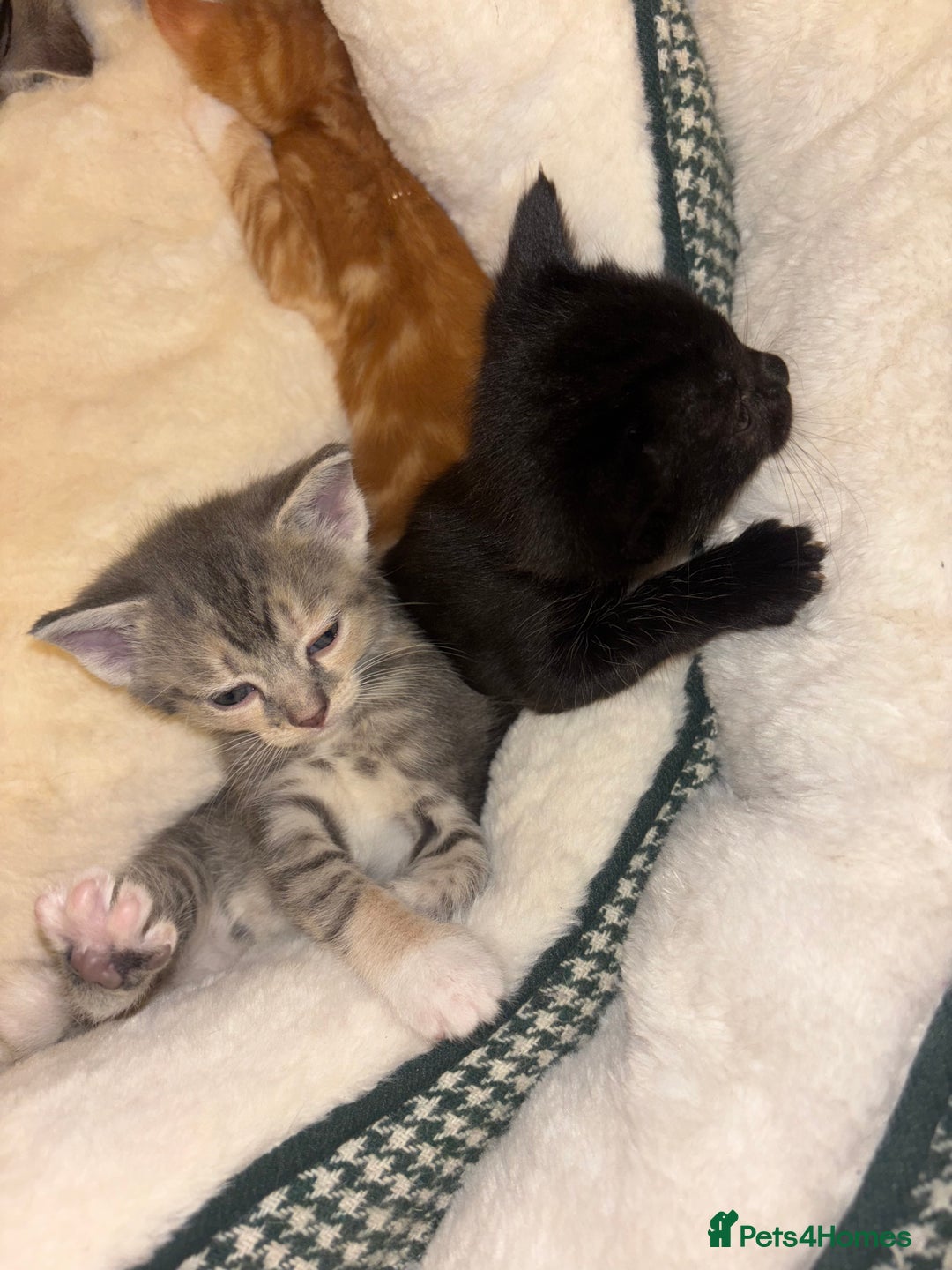 Scottish Fold cats for sale: Scottish Straight Kitten  - Image 6