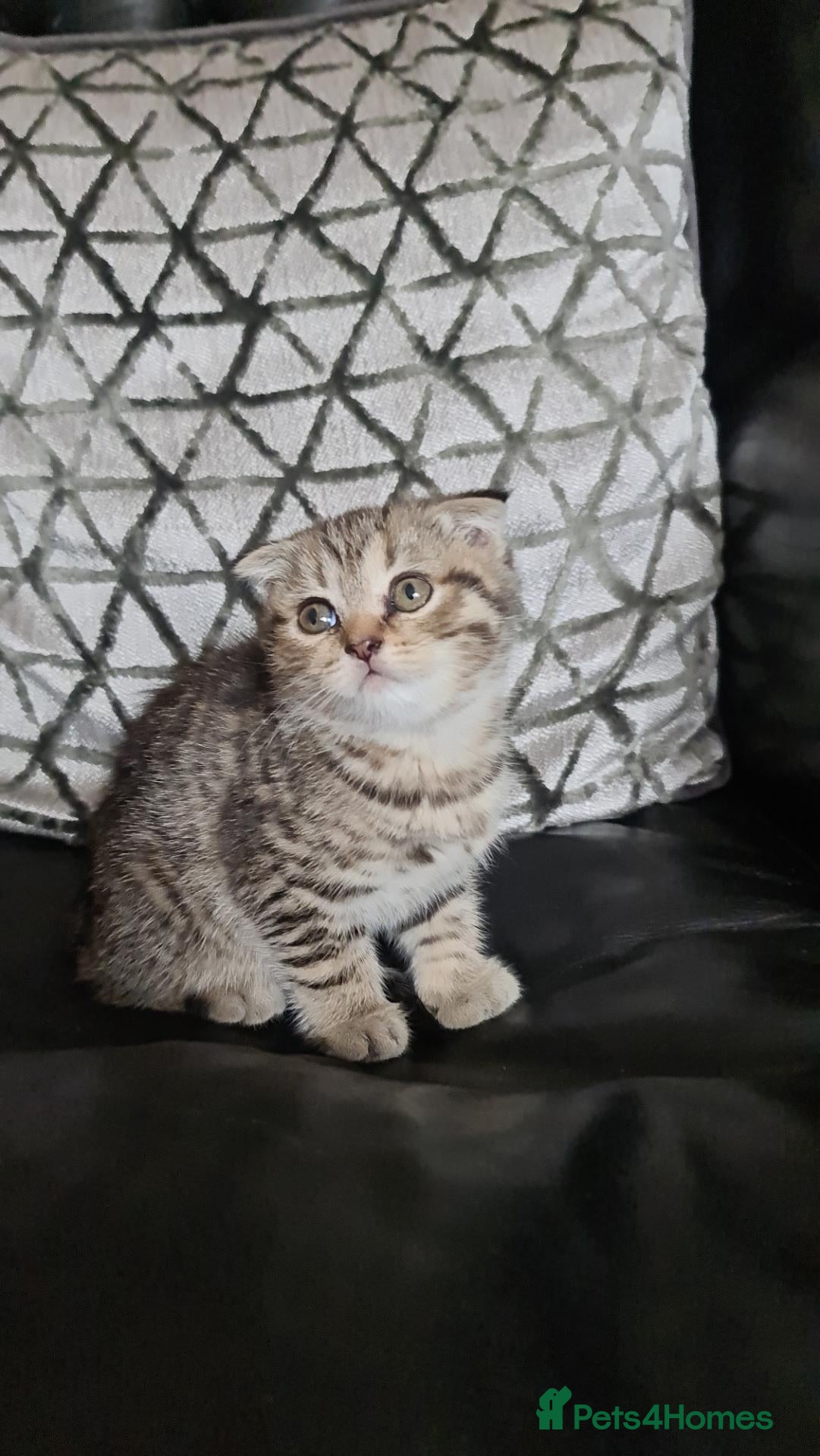 Scottish Fold cats Beautiful Scottish fold/straight kittens  - Advert 1