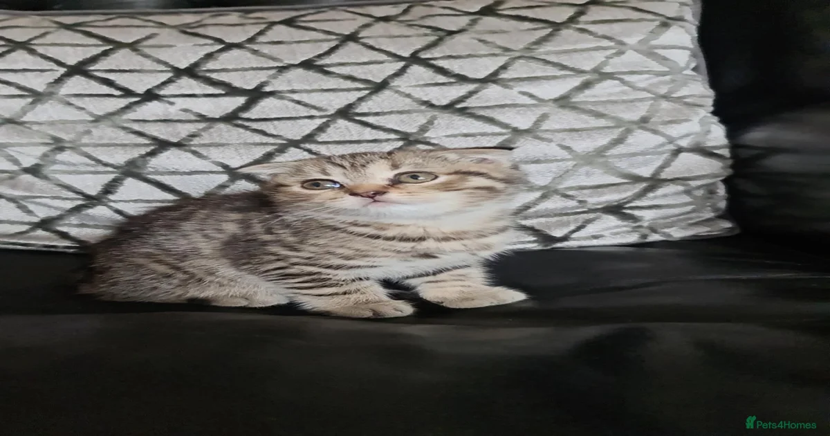 Beautiful Scottish fold/straight kittens for sale in Harrow | Pets4Homes