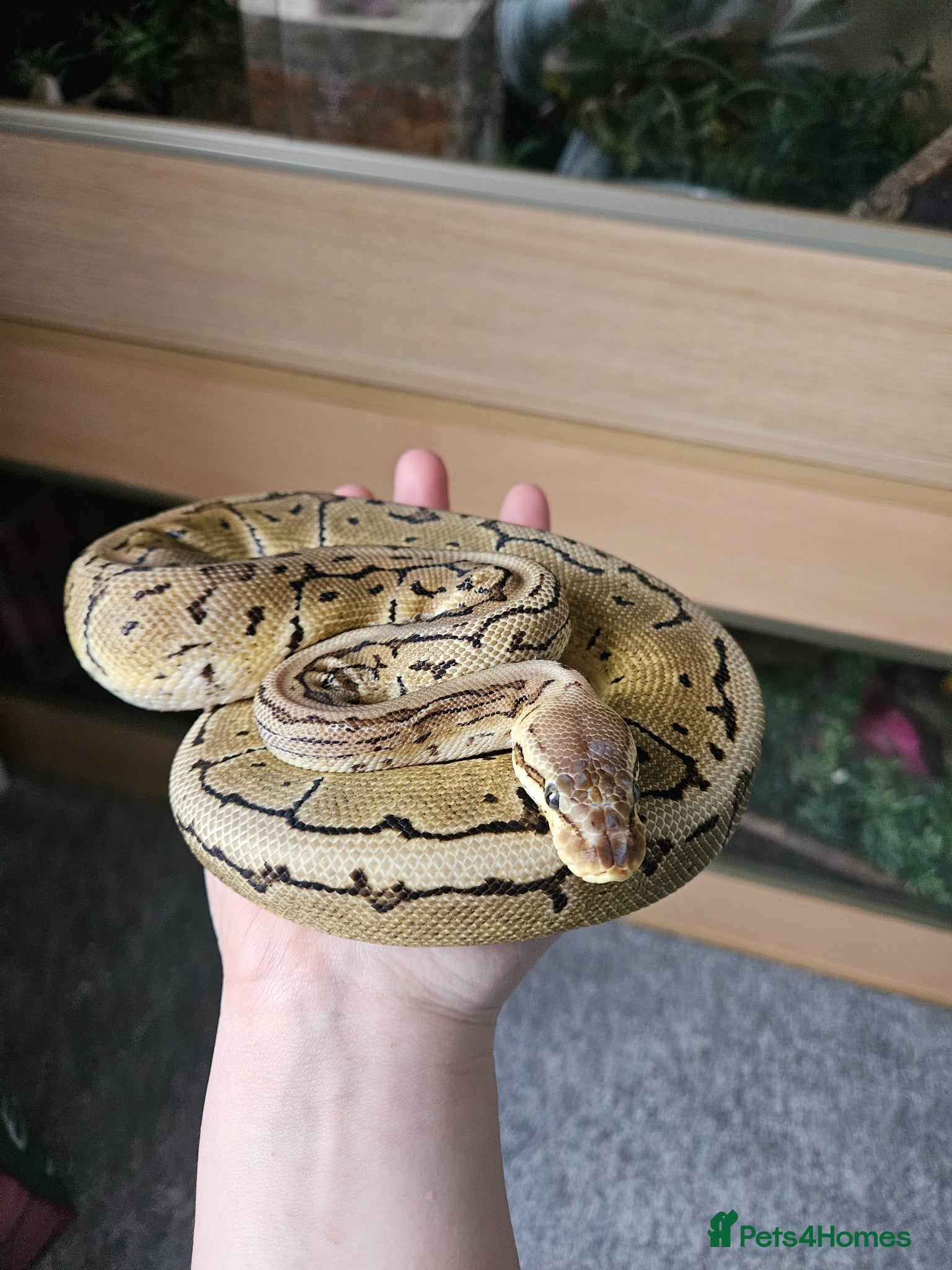 Python Snake reptiles Female ball pythons - Advert 3