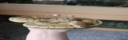 Python Snake reptiles for sale: Female ball pythons - Advert 1