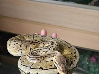 Python Snake reptiles Female ball pythons - Advert 3