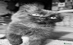 British Longhair cats for sale: Super fluffy kittens READY NOW!!  - Image 4