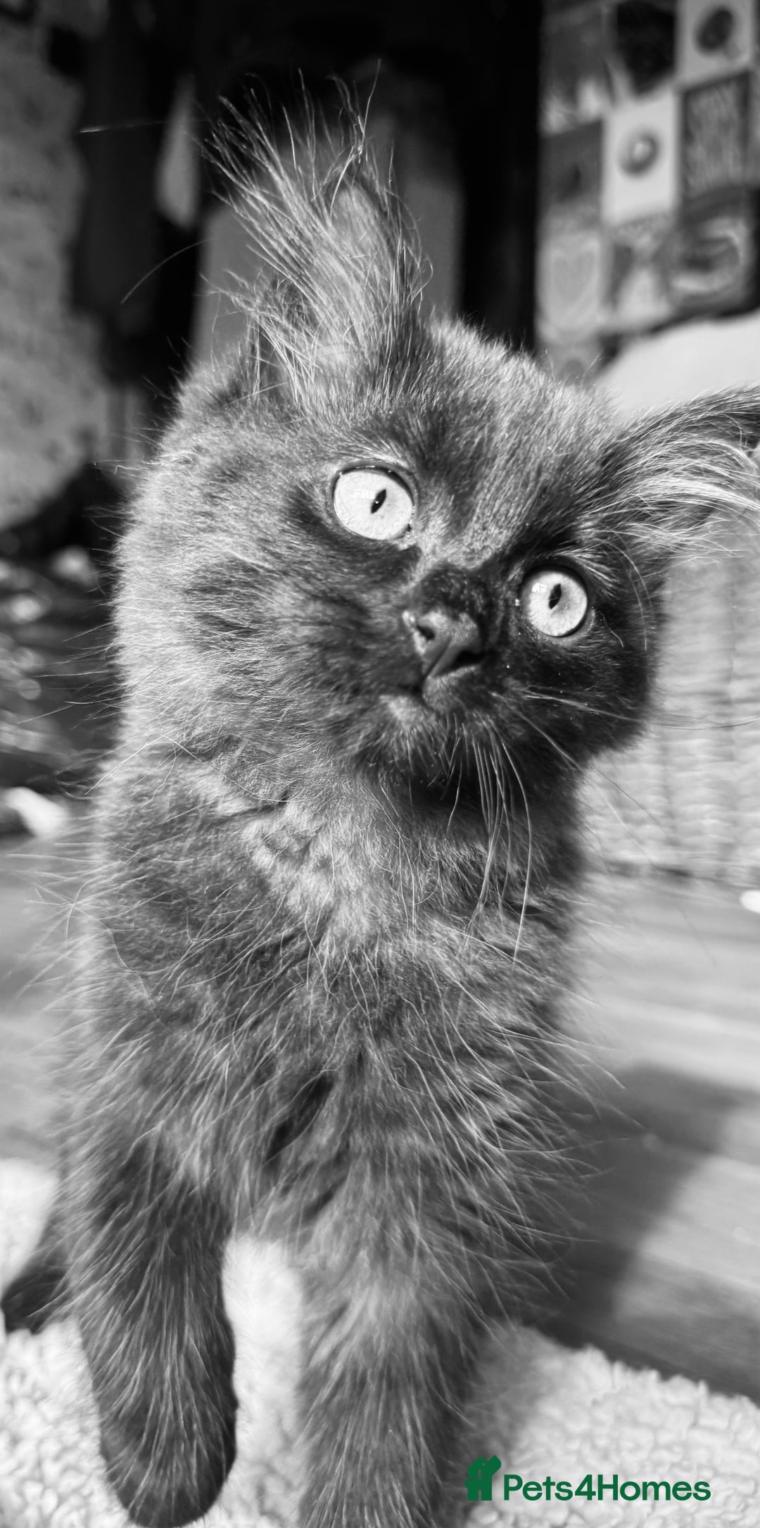 British Longhair cats for sale: Super fluffy kittens READY NOW!!  - Image 4