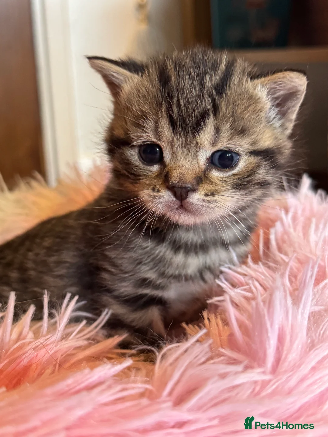 Mixed Breed cats for sale: Mixed British shorthair  - Advert 5