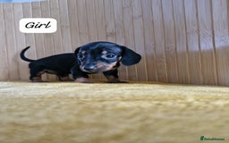 Miniature Dachshund dogs for sale: GORGEOUS MINIATURE DACHSHUND PUPPIES - Image 6