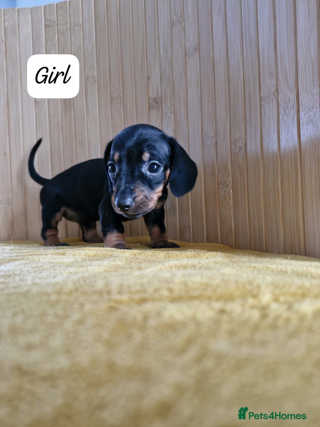 Miniature Dachshund dogs for sale: GORGEOUS MINIATURE DACHSHUND PUPPIES - Image 6