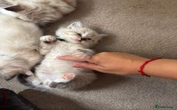 Ragdoll cats for sale: Ragdoll kittens - Image 14